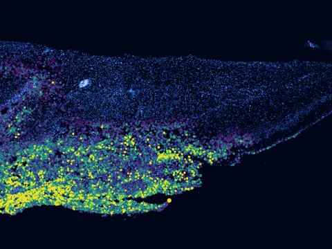 Mouse brain preview