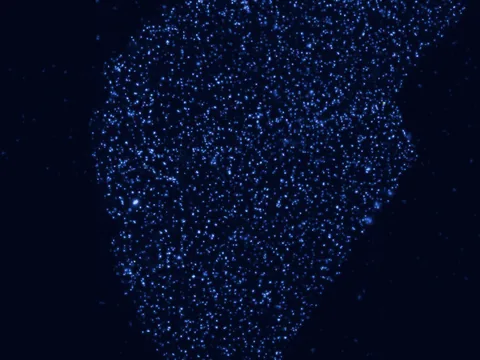 Human brain preview