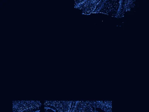 Mouse brain preview