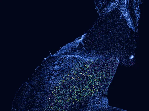 Mouse brain preview