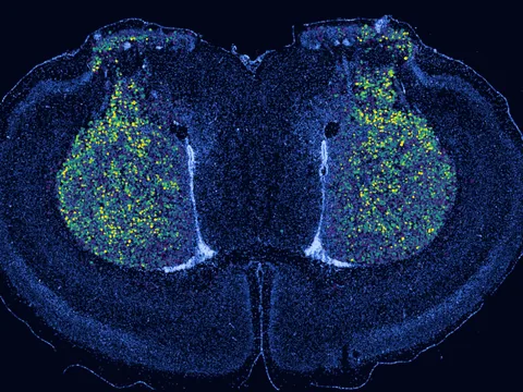Mouse cerebral cortex preview