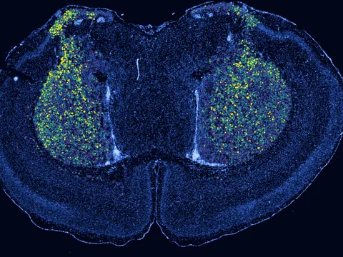 Mouse cerebral cortex preview
