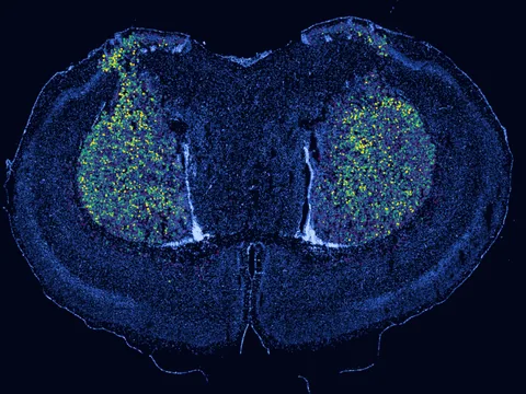 Mouse cerebral cortex preview