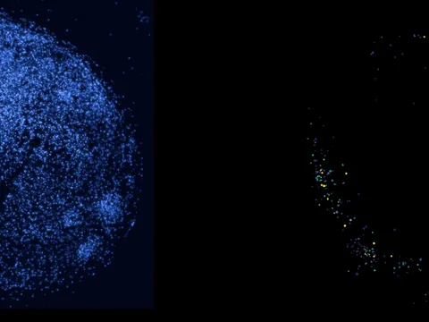 Human corpus striatum preview