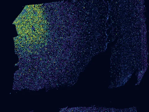Human dorsolateral prefrontal cortex preview