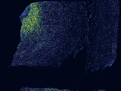 Human dorsolateral prefrontal cortex preview