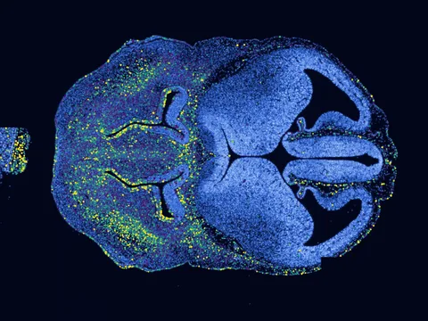 Mouse embryo preview