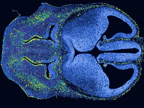 Mouse embryo preview