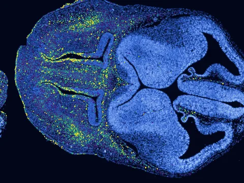 Mouse embryo preview
