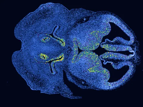 Mouse embryo preview
