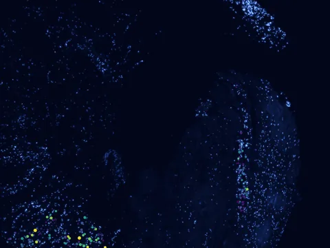 Human heart preview