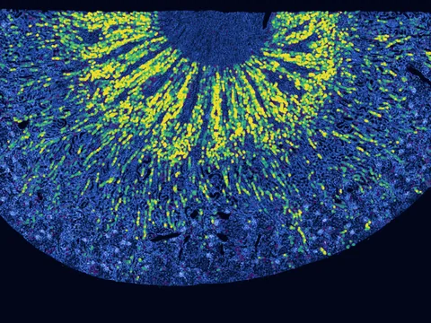Rat kidney preview