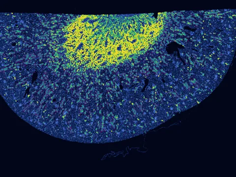 Rat kidney preview