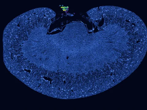 Mouse kidney preview