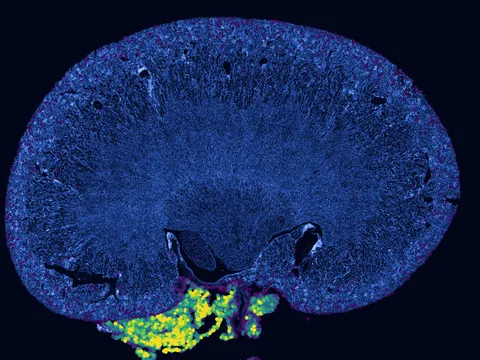 Mouse kidney preview