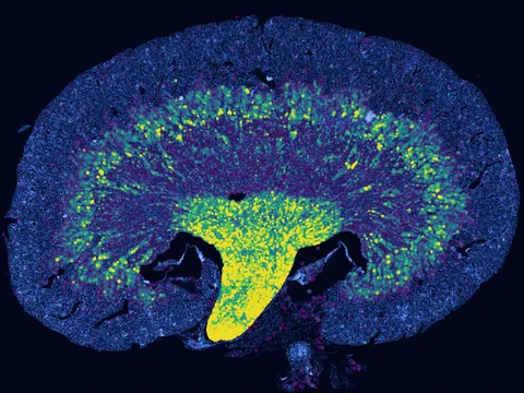 Mouse kidney preview