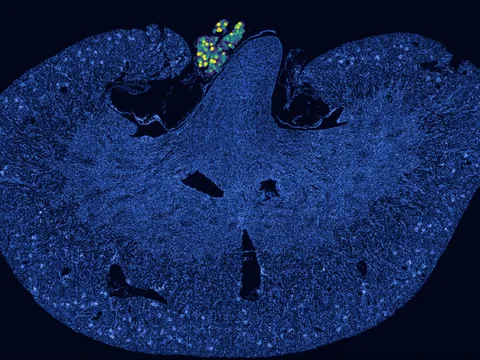 Mouse kidney preview