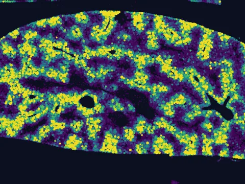 Mouse liver preview