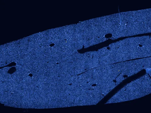 Mouse liver preview