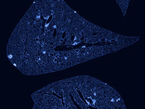 Mouse lung preview