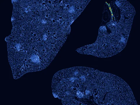 Mouse lung preview