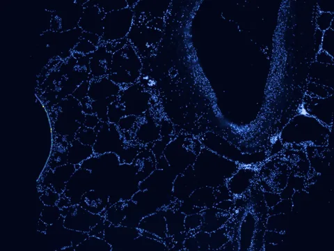 Human lung preview