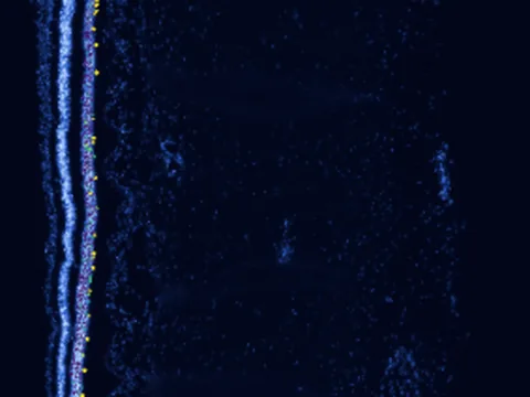 Human macula lutea preview