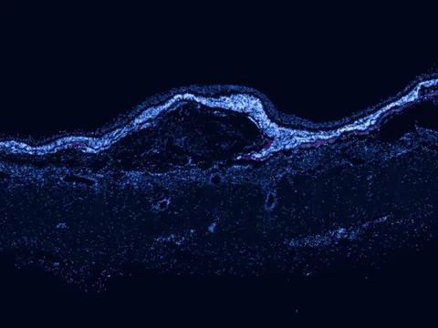 Human macula lutea preview
