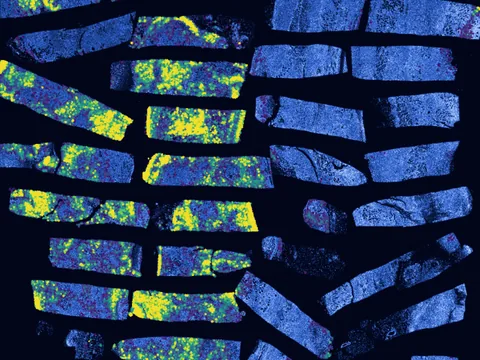 Mouse mammary gland preview