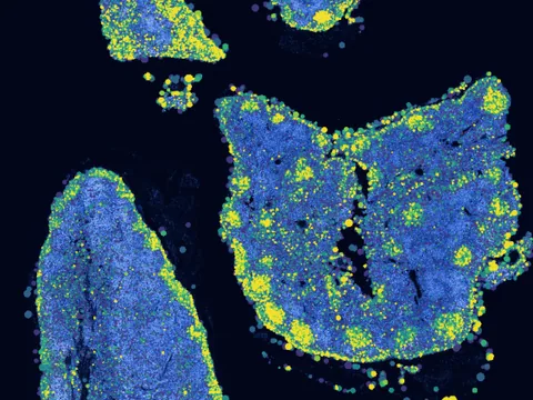 Crab-eating macaque mediastinal lymph node preview