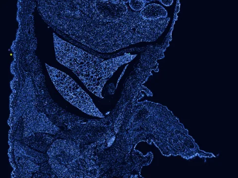 Mouse multicellular organism preview