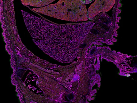 Mouse multicellular organism preview