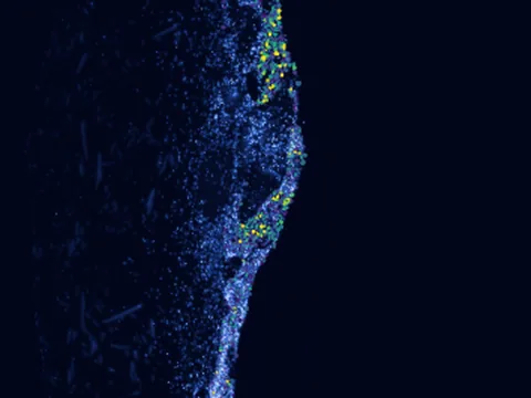 Human oropharynx preview
