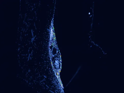 Human oropharynx preview