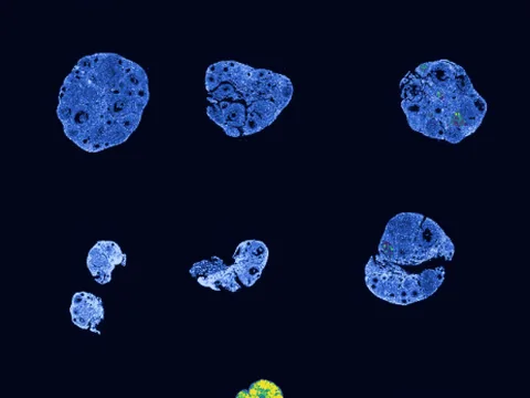 Mouse ovary preview