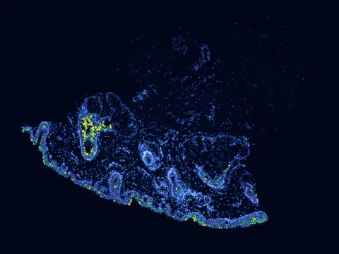 Human skin of body preview
