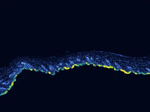 Mouse skin of body preview