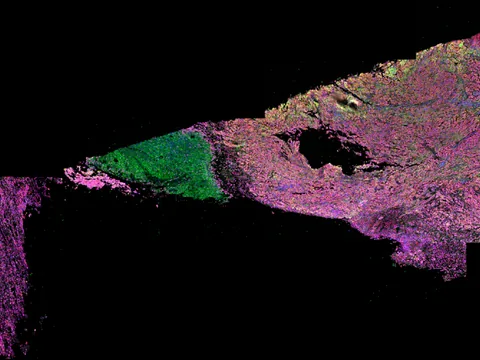 Human skin of body preview