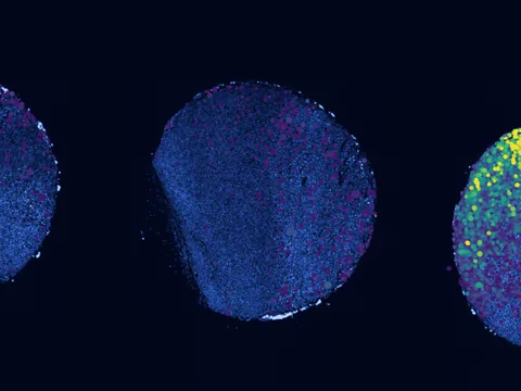 Mouse skin of body preview