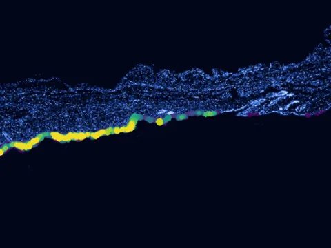 Mouse skin of body preview