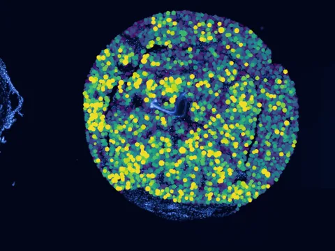 Human skin of body preview