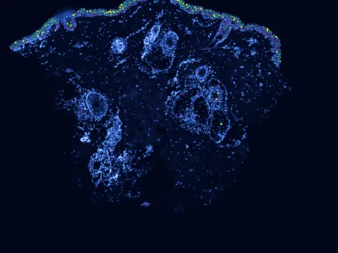 Human skin of body preview