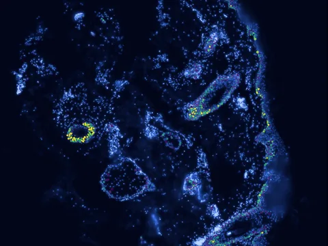 Human skin of body preview