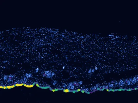 Mouse skin of body preview