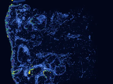 Human skin of body preview