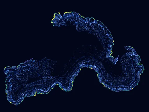 Mouse skin of body preview