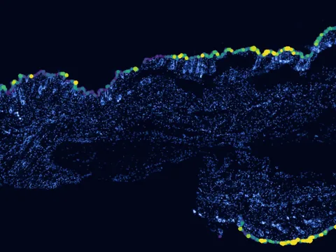 Mouse skin of body preview