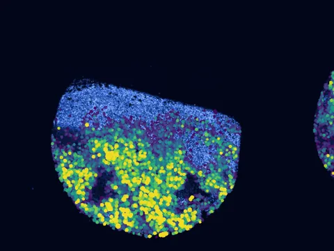 Mouse skin of body preview