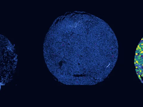 Human skin of body preview