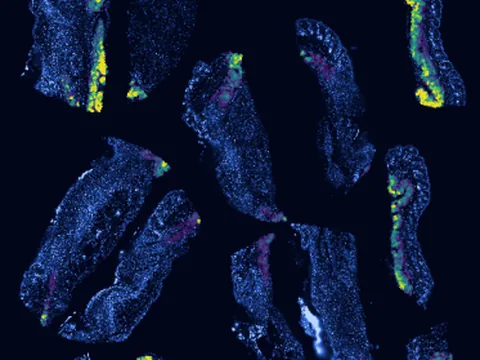 Mouse skin of body preview